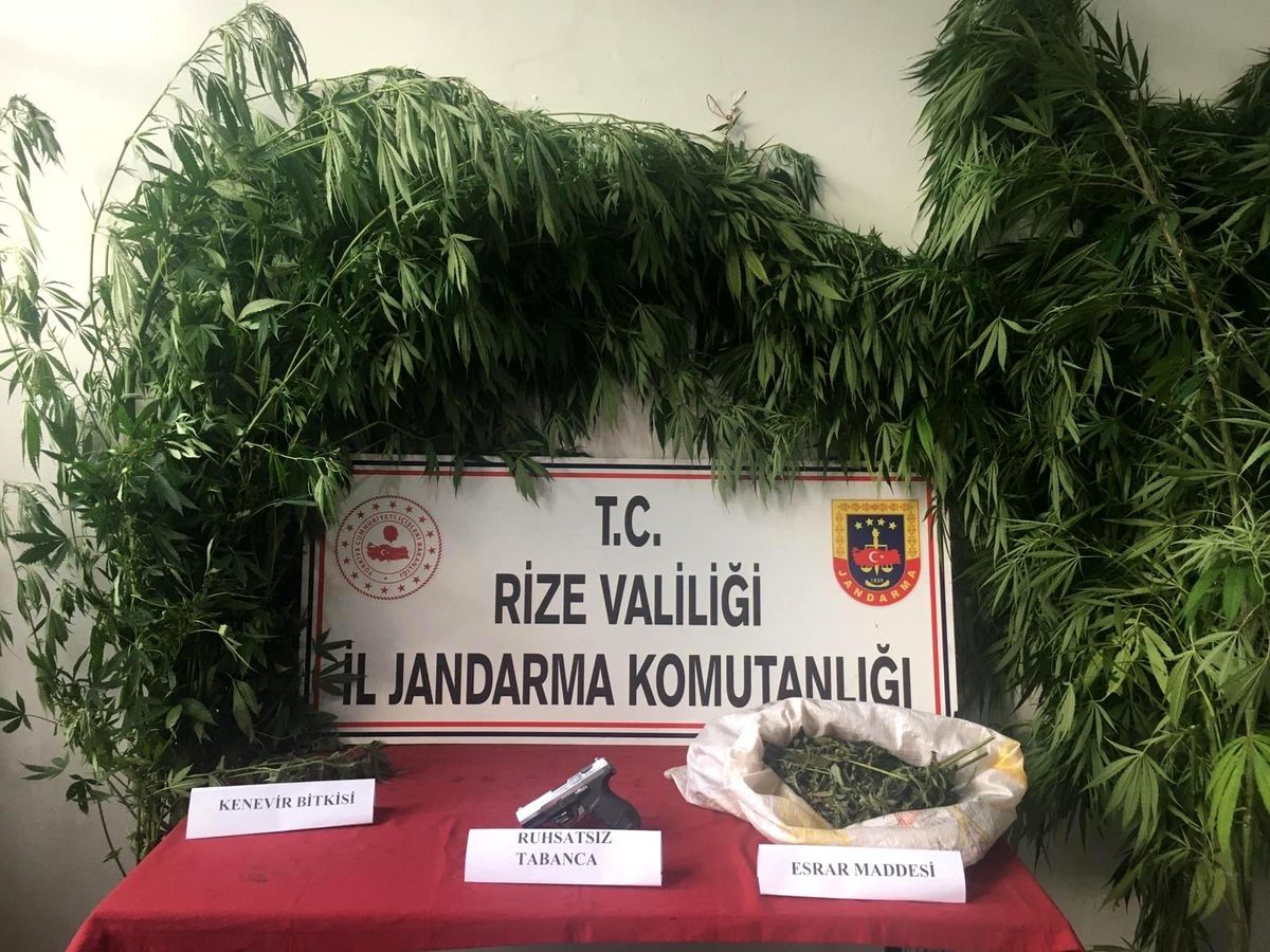 Rize\'de yasa dışı kenevir operasyonu