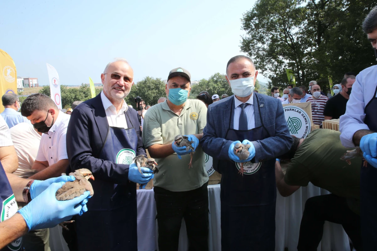 Samsun\'da üniversite yerleşkesine 500 sülün ve kınalı keklik bırakıldı