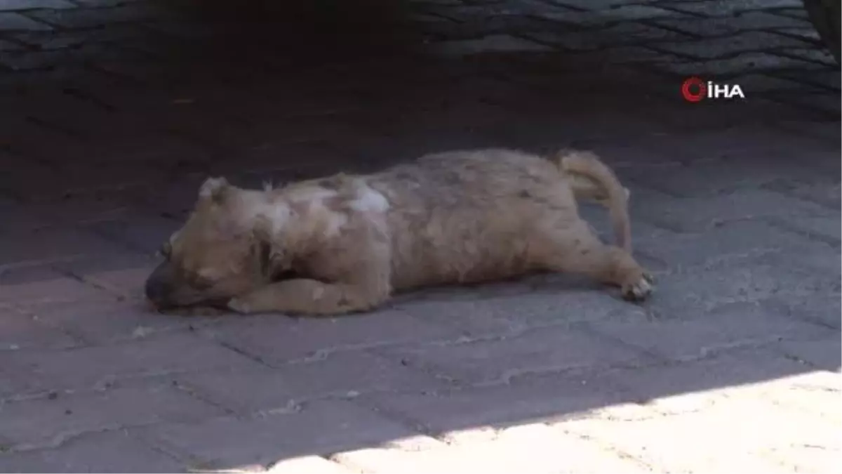 Anne köpeğin ölü yavrusunu taşıması duygulandırdı