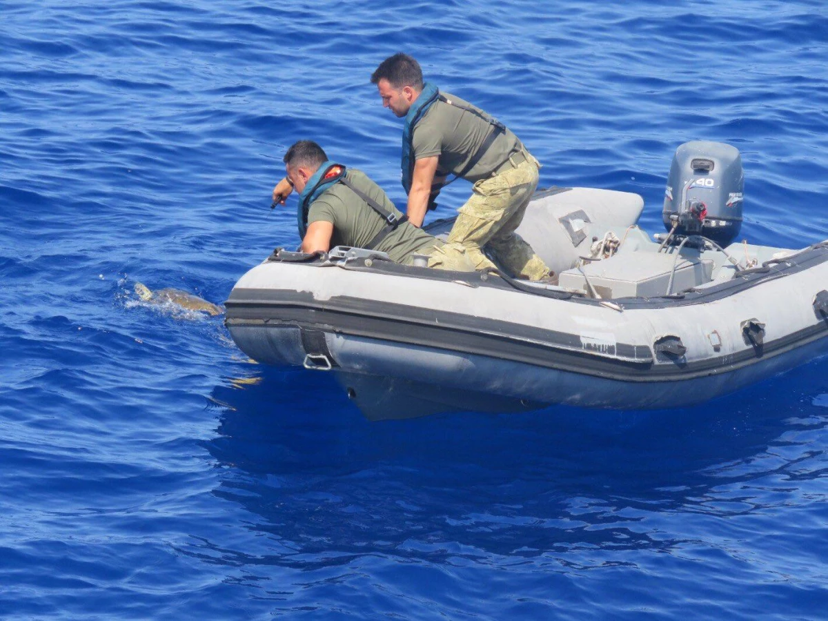 Balıkçı ağlarına takılı halde bulunan caretta carettayı TCG Alanya Mayın Avlama Gemisi personeli kurtardı