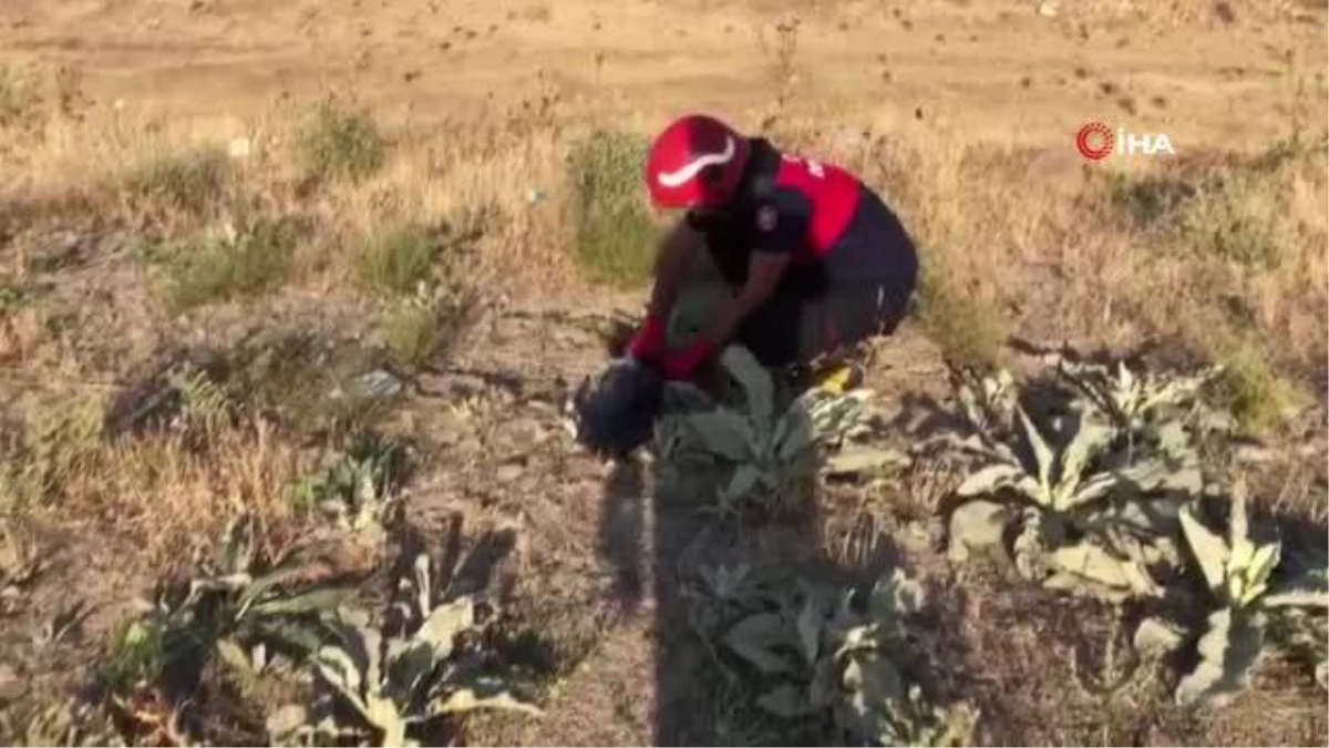 Bingöl\'de iş yerine giren yılan paniğe neden oldu