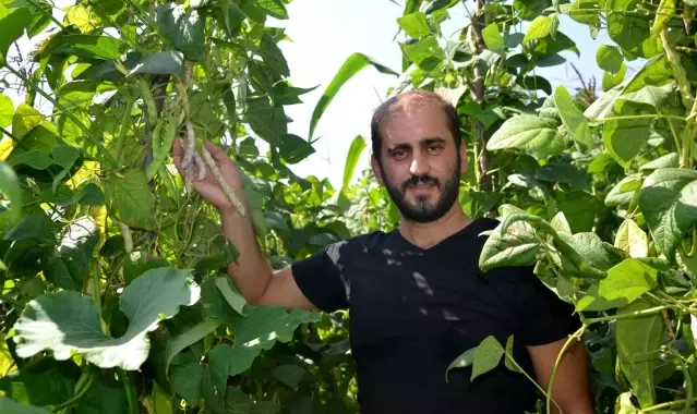 Dikimi yapılmadan sipariş alınıyor, pazara inmeden satılıyor... Nebiyan fasulyesi sofralarda yerini almaya başladı