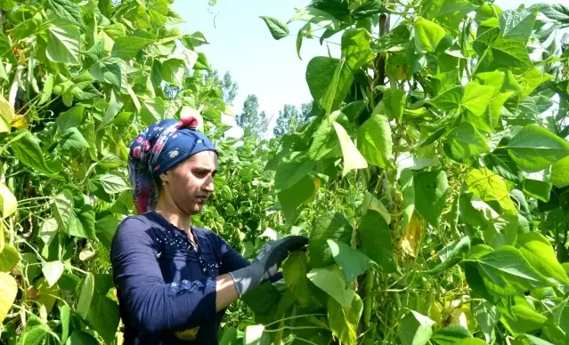 Dikimi yapılmadan sipariş alınıyor, pazara inmeden satılıyor... Nebiyan fasulyesi sofralarda yerini almaya başladı