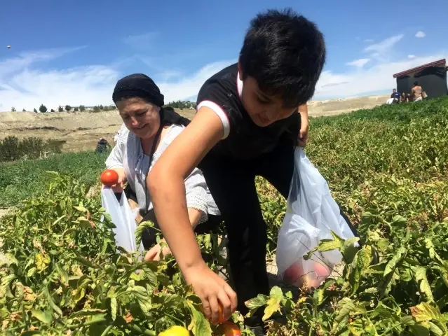 Bu tarlada satılan tüm sebzeler müşteriler tarafından toplanıyor