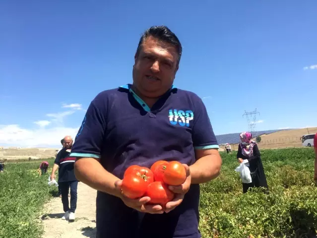 Bu tarlada satılan tüm sebzeler müşteriler tarafından toplanıyor