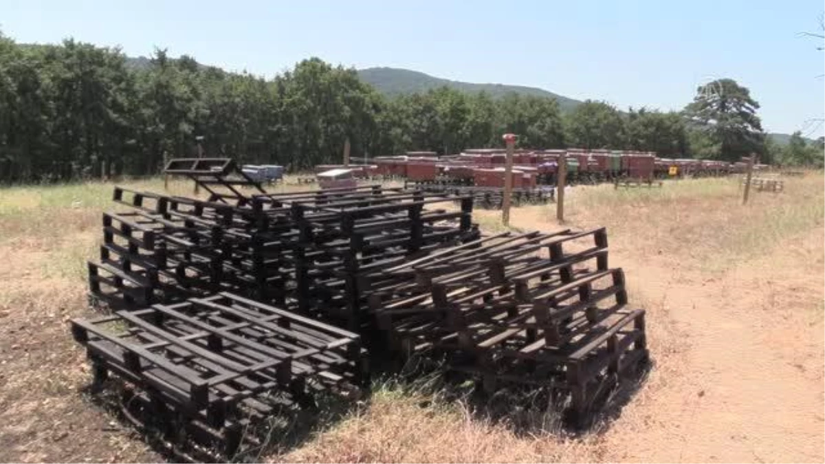 ÇANAKKALE - Kazdağları\'nın rüzgarında uçan arıların balları 5 ülkeye ihraç ediliyor