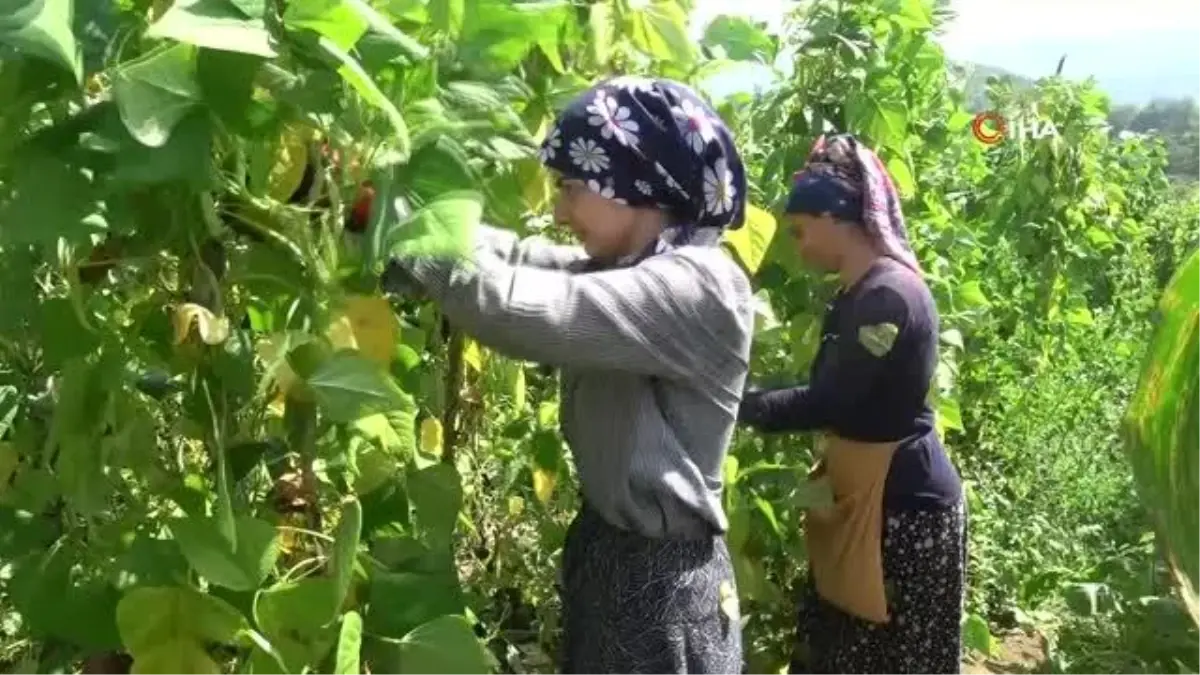 Dikimi yapılmadan sipariş alınıyor, pazara inmeden satılıyor... Nebiyan fasulyesi sofralarda yerini almaya başladı