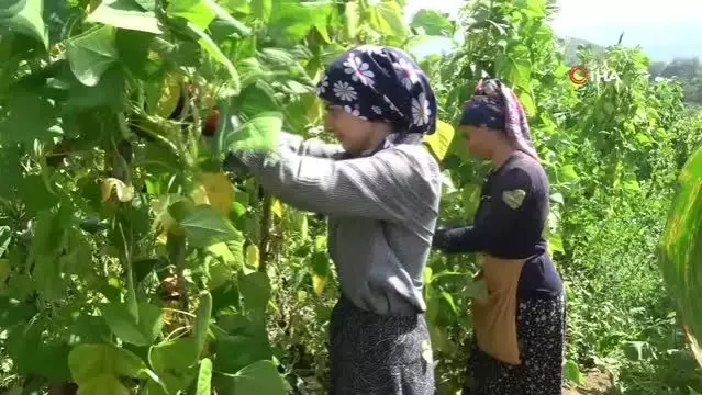 Dikimi yapılmadan sipariş alınıyor, pazara inmeden satılıyor... Nebiyan fasulyesi sofralarda yerini almaya başladı