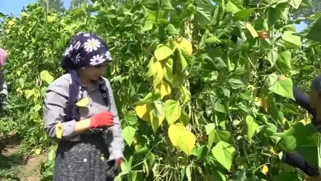 Dikimi yapılmadan sipariş alınıyor, pazara inmeden satılıyor... Nebiyan fasulyesi sofralarda yerini almaya başladı