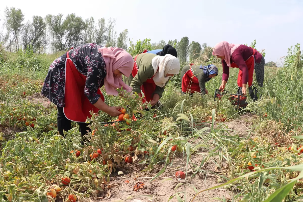 Iğdırlı kadınlar, kurdukları kooperatifle yöresel ürünlere değer katıyor