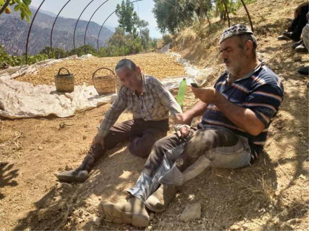 İncirlerini çalarken yakaladığı şüpheliyi, kolundan tutup jandarmaya teslim etti