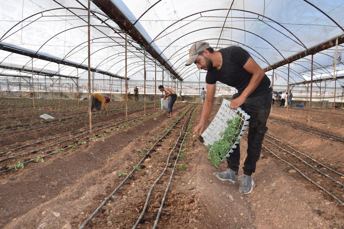 Kumluca\'da örtü altı sera üretim sezonu başladı