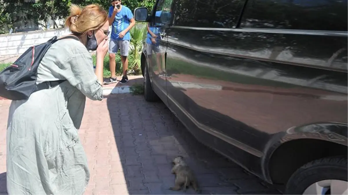 Mahalle sakinleri hüngür hüngür ağladı! Yavru köpekleri önce zehirleyip sonra yakmışlar