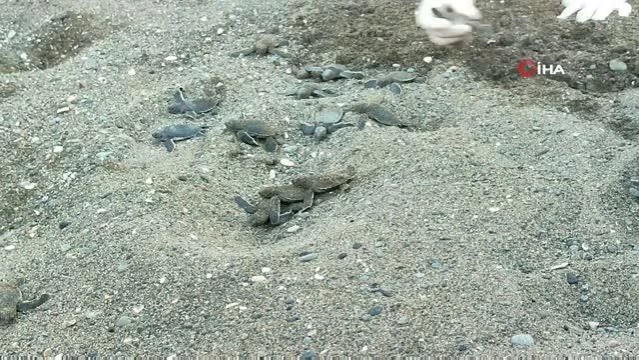 Samandağ sahilindeki yavru deniz kaplumbağalarının deniz yolculuğu sürüyor
