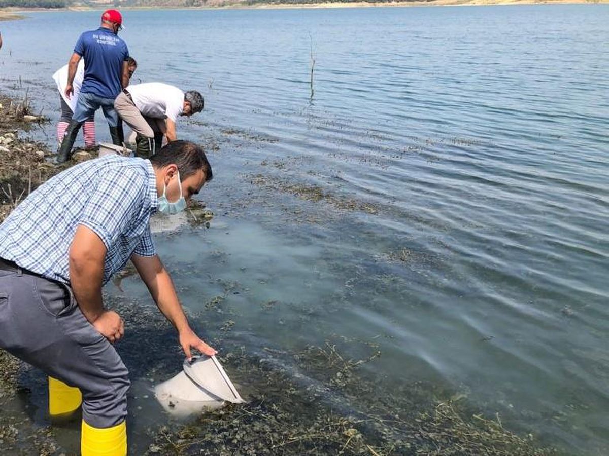 Tekirdağ\'da göletlere 407 bin yavru sazan bırakıldı