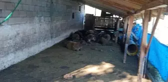 Ağıla giren kurtlar 40 koyunu telef etti