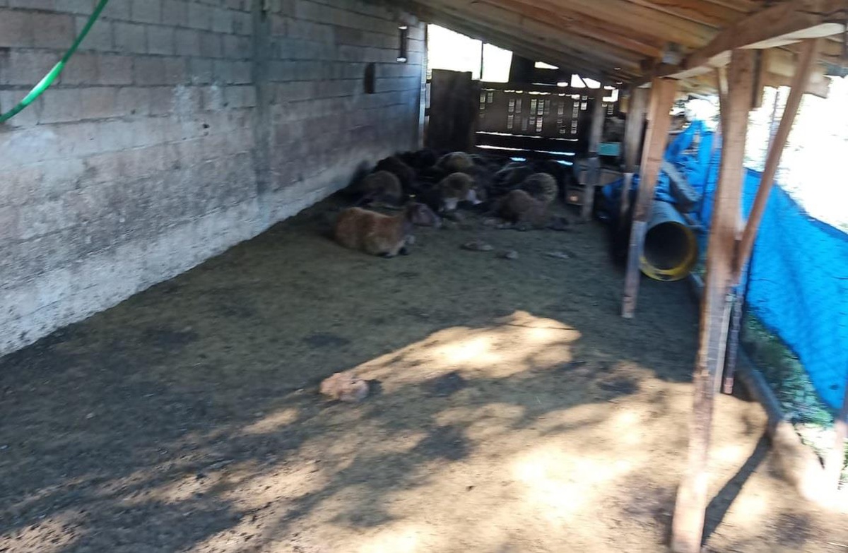 Ağıla giren kurtlar 40 koyunu telef etti