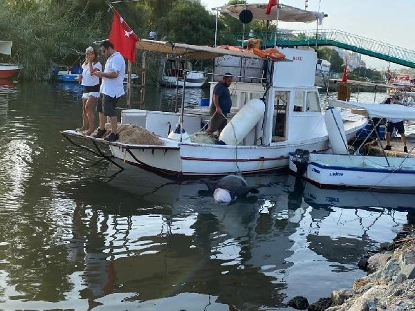 Tam 300 kilo ağırlığında! Ava çıkan balıkçılar tarafından fark edilen ölü fok, iş makinesiyle sudan çıkarıldı