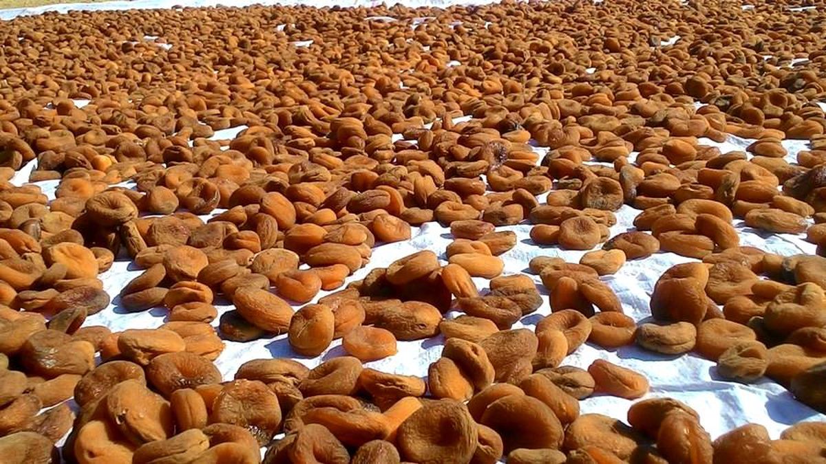 Kayısı\'dan yüzde 55 daha fazla döviz