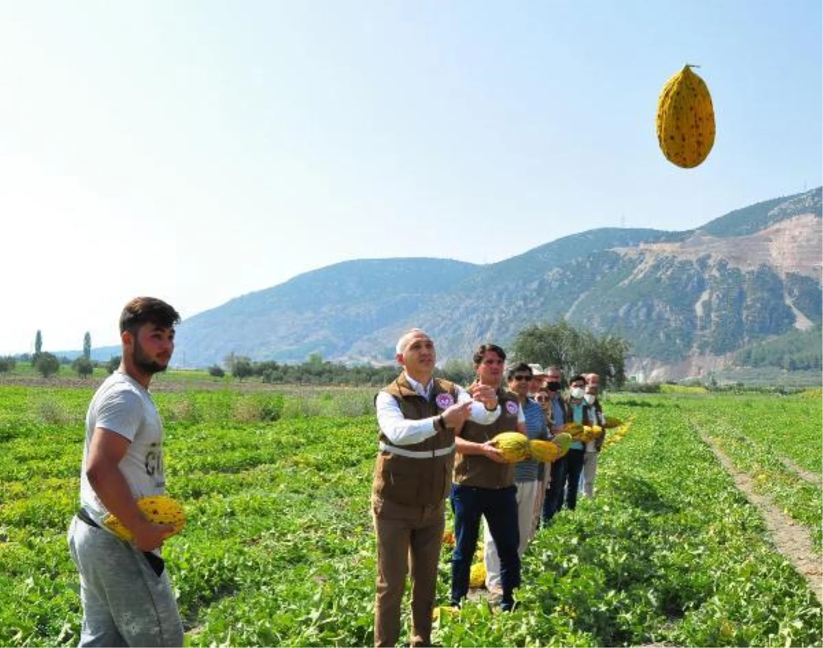 KIRKAĞAÇ\'TA 12 BİN TON KAVUN, KIŞIN TÜKETİLMEK ÜZERE ASKIYA ALINDI