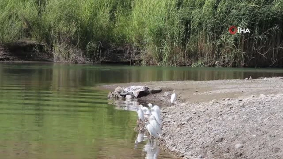 Kuraklık balıkçıl kuş türlerini farklı yaşam alanlarına göç ettiriyor