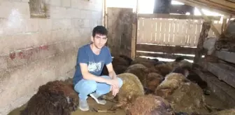 Kurt ağıla girdi; 40 koyun öldü, 6 koyun yaralı