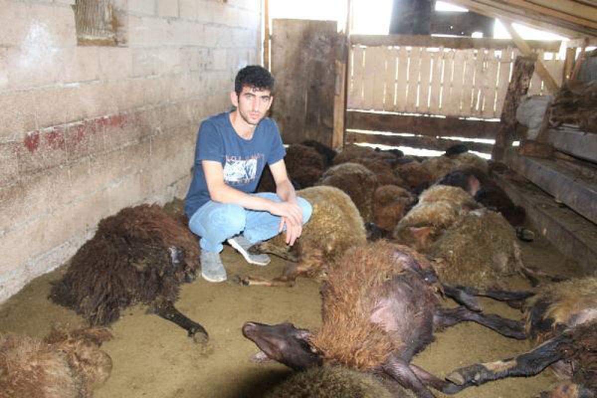 Kurt ağıla girdi; 40 koyun öldü, 6 koyun yaralı