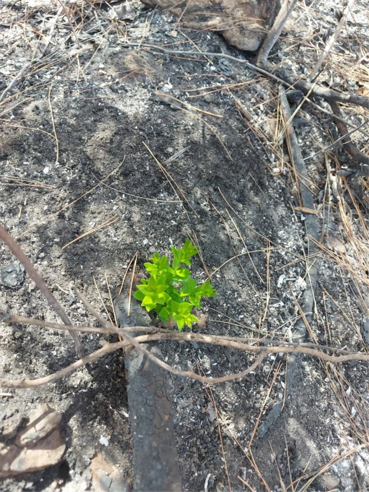 Marmaris ve Datça\'daki yanan orman alanlarında doğa yeniden canlanmaya başladı