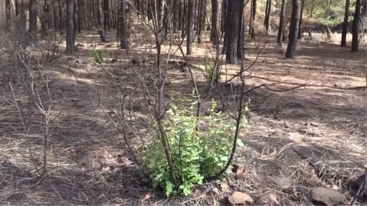 Marmaris ve Datça\'daki yanan orman alanlarında doğa yeniden canlanmaya başladı (2)