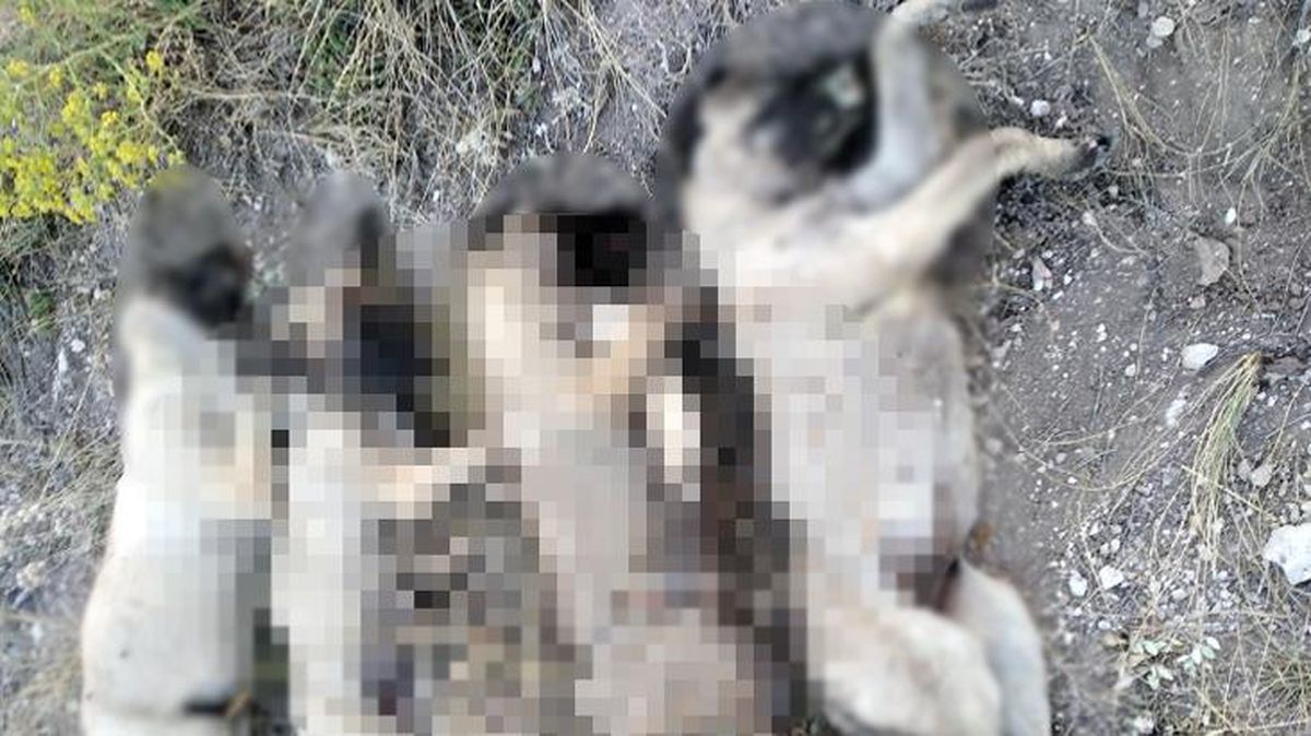 Yan yana sıralanmış ölü köpekler bulundu! Bölgede yaşayan vatandaş: Bilerek yaptılar
