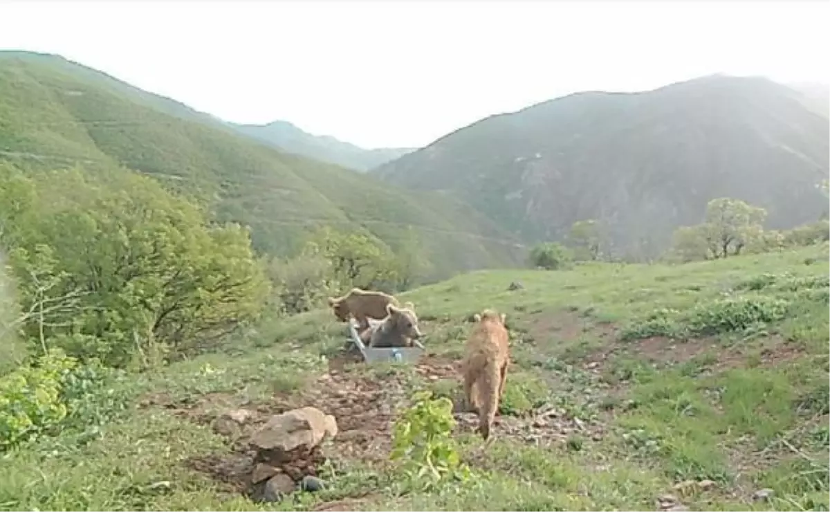 Wild animals cooling in the troughs on cam