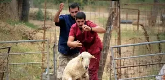 Dersimiz koyun ve keçilere dış parazit banyosu - Yeniden