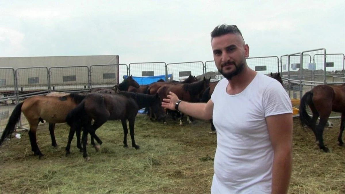 Hopa\'da ölüme terk edilen atlar korumaya alındı, sahibine 84 bin 500 lira para cezası kesildi