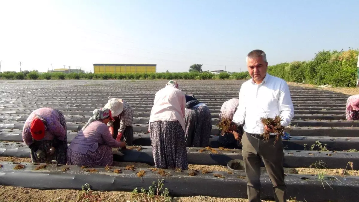 Silifke\'de çilek fideleri toprakla buluşuyor