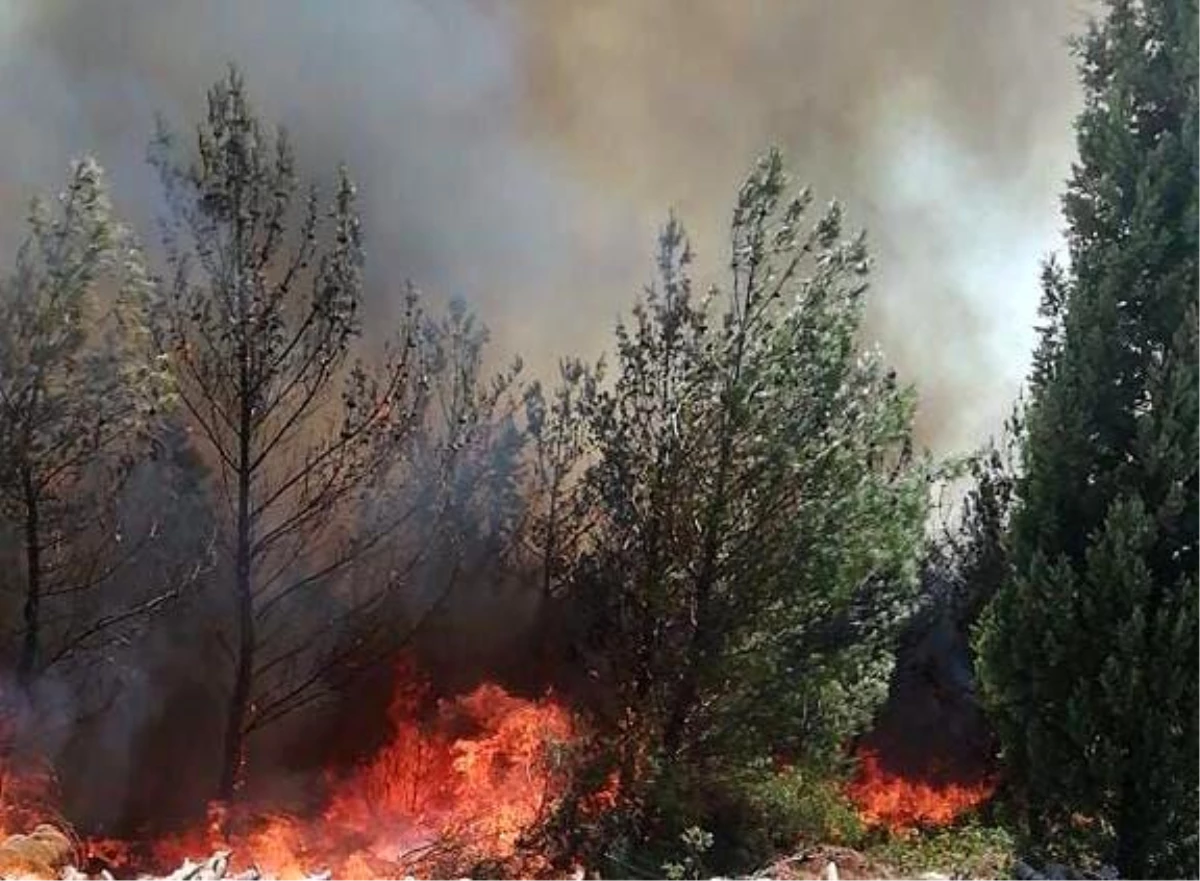 Son dakika haberleri! Akhisar\'daki orman yangını kontrol altına alındı