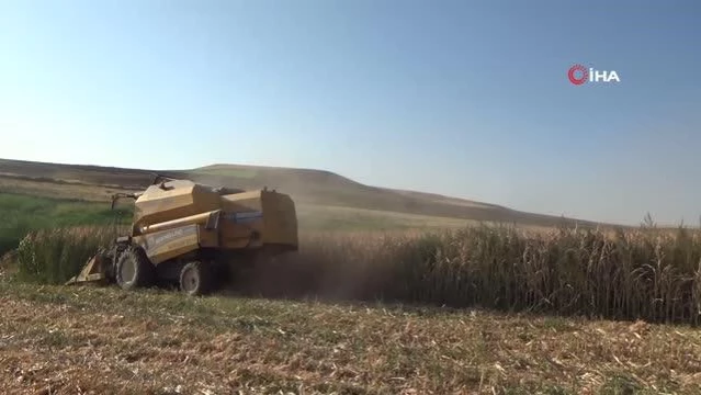 Diyarbakır'da mısır hasadı başladı