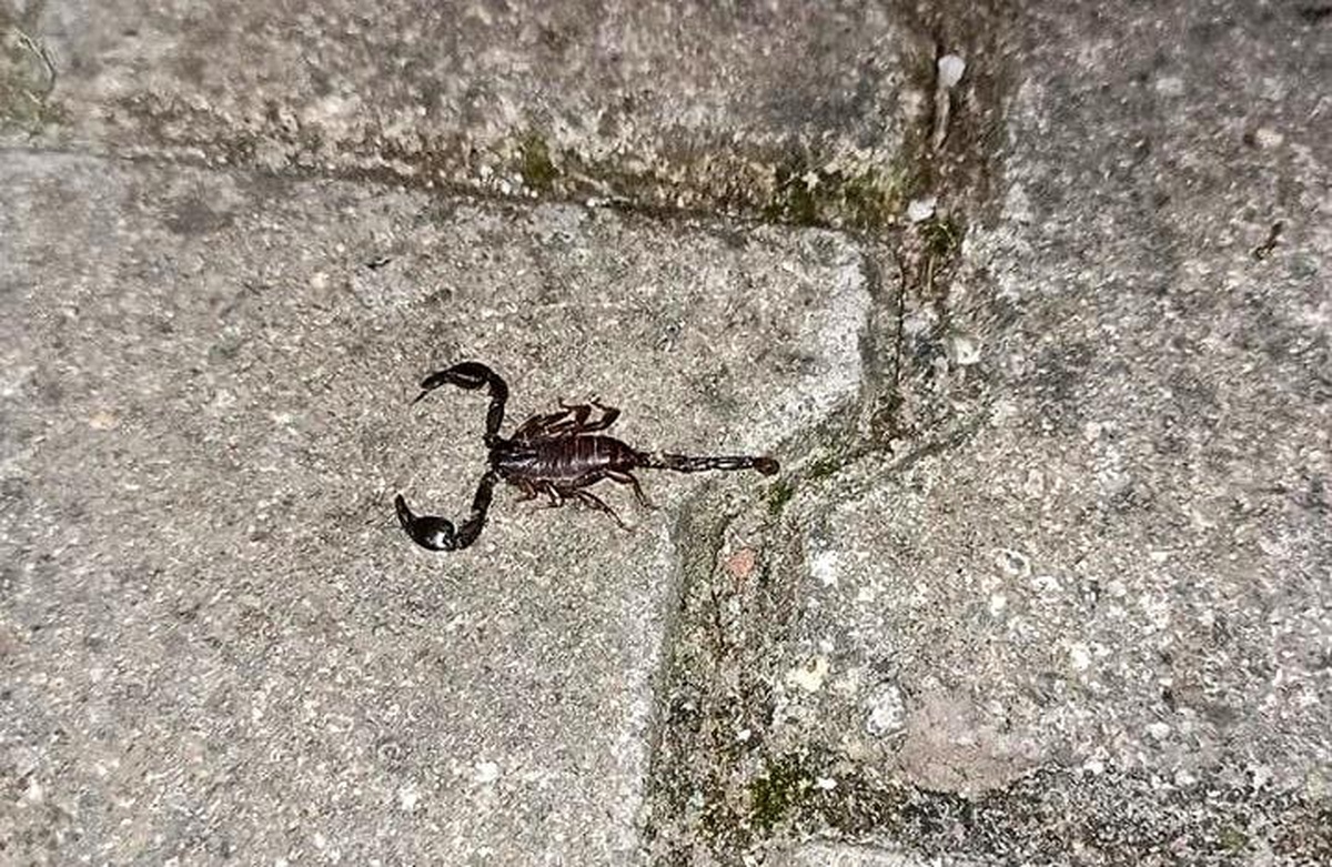 Mahalleyi zehirli akrep korkusu sardı
