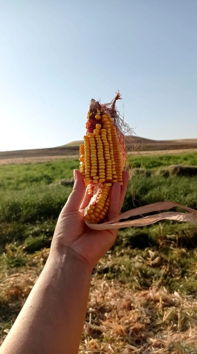 Diyarbakır'da mısır hasadı başladı