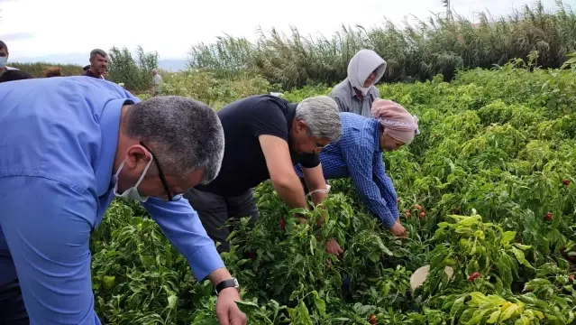 Samandağ biberinde son hasat Samandağ biberinde son hasat