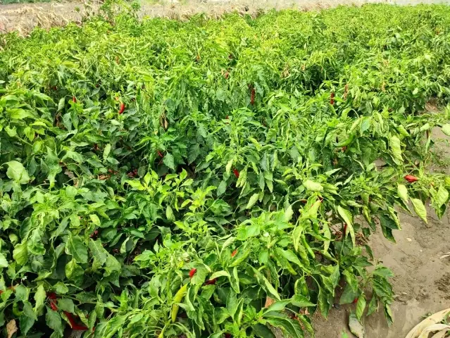 Samandağ biberinde son hasat Samandağ biberinde son hasat