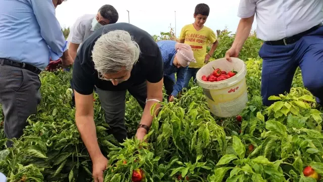 Samandağ biberinde son hasat Samandağ biberinde son hasat
