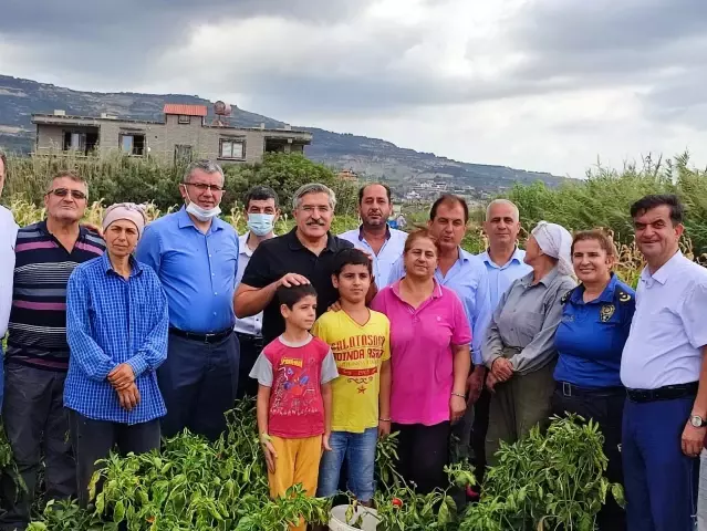 Samandağ biberinde son hasat Samandağ biberinde son hasat