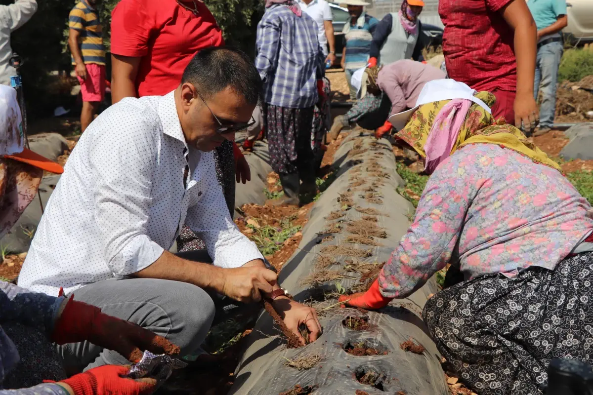 Silifke Belediye Başkanı Sadık Altunok, işçilerle çilek fidesi dikti