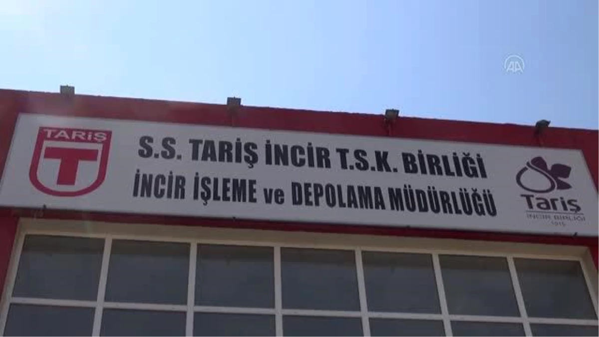 Tariş İncir Birliği alımlarına devam ediyor