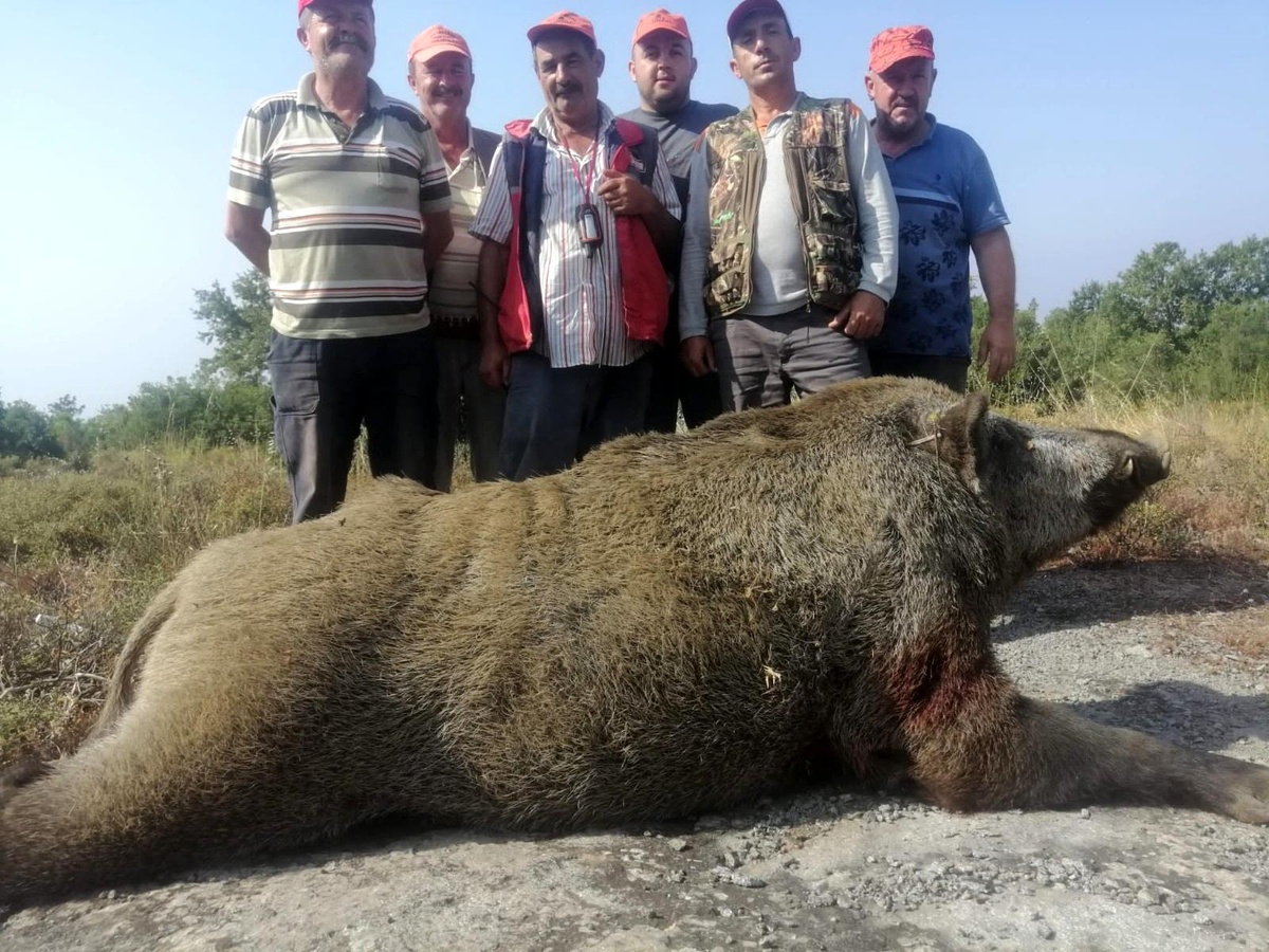 Tarlalarına danan 400 kiloluk domuzu vurdular