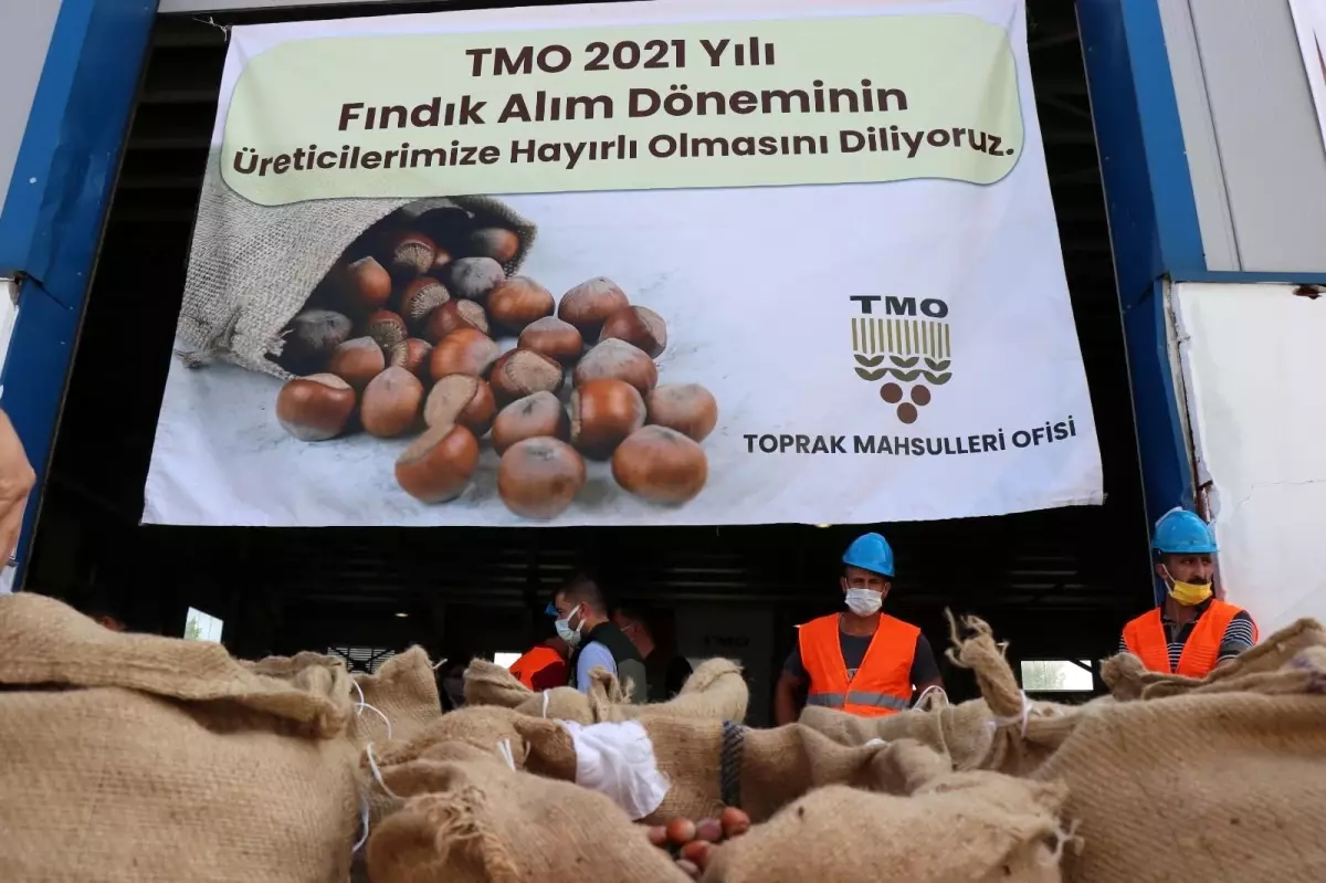 2021 yılı ilk fındık alımı törenle Sakarya\'da gerçekleşti