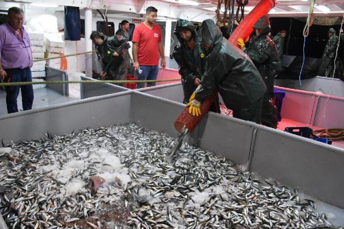 Abundance of \'saurel\' in its first hunt in the Black Sea