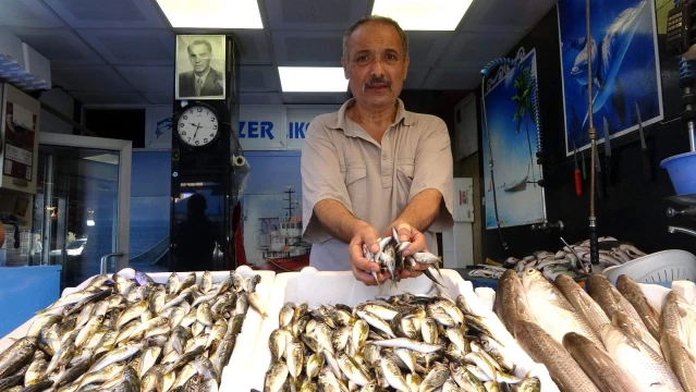 Av yasağı kalktı, tezgâhlar istavritle doldu