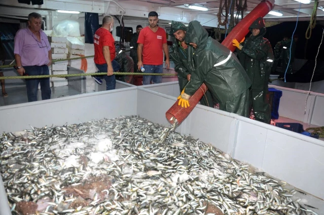 Balıkçılar, sezona Vira Bismillah dedi! Attıkları tek ağdan 4 ton istavrit yakaladılar