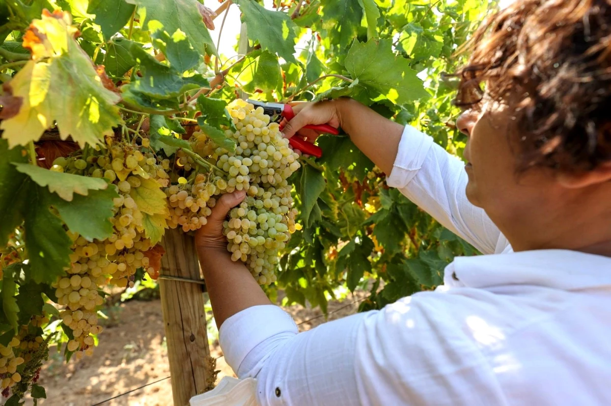 Buca bağlarından sofralara üzüm bereketi